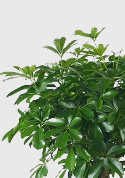 Шеффлера Компакта на стволе 30/160 см