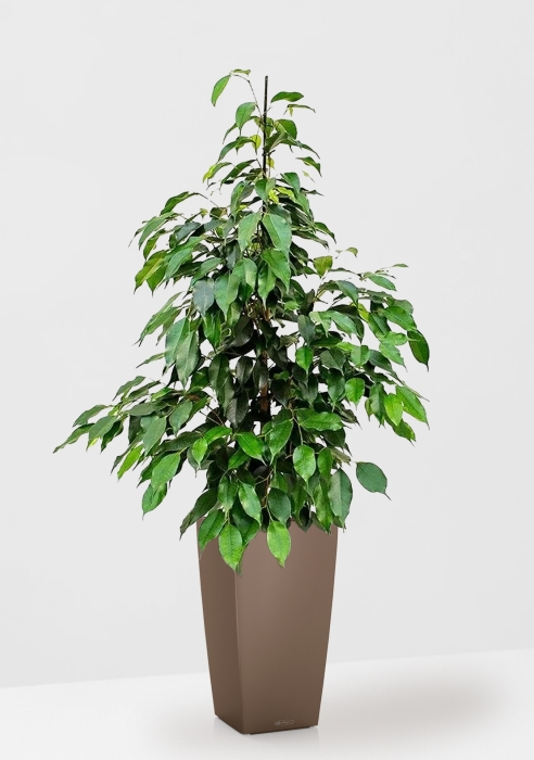 Фикус Бенджамина Экзотика 27/150 см в CUBICO COLOR 30