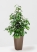 Фикус Бенджамина Экзотика 27/150 см в CUBICO COLOR 30