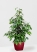 Фикус Бенджамина Экзотика 27/150 см в QUADRO LS 35