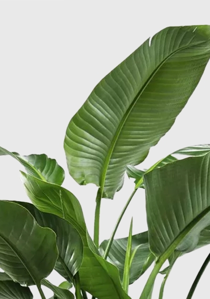 Стрелиция Николай 27/150 см в CANTO STONE HIGH 40