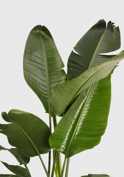 Стрелиция Николай 27/200 см в CUBICO COLOR 30