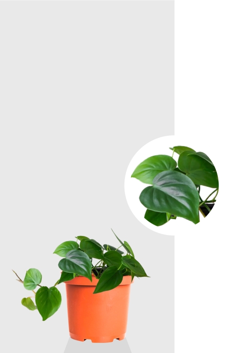 Филодендрон Сканденс 12/20 см