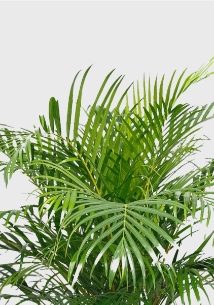 Хризалидокарпус Арека 24/160 см в CUBICO COLOR 30