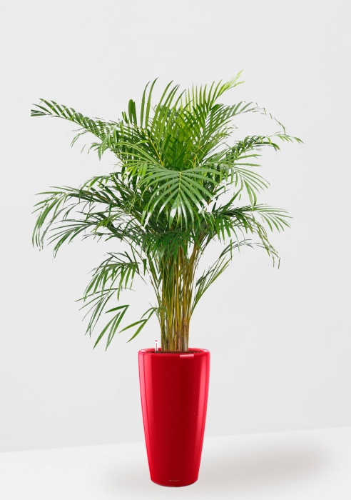 Хризалидокарпус Арека в RONDO 32, ярко-красный блестящий