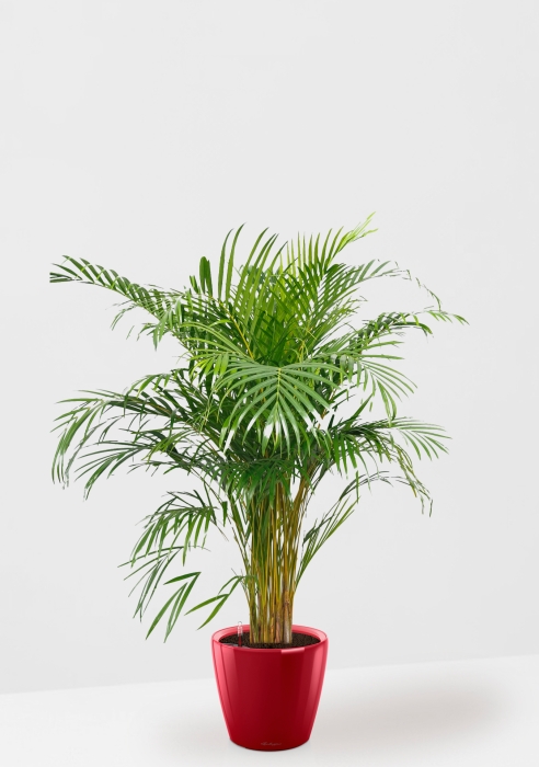 Хризалидокарпус Арека в CLASSICO LS 35, ярко-красный блестящий 