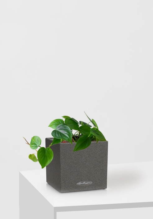 Филодендрон Сканденс в CANTO STONE 14, графитовый черный