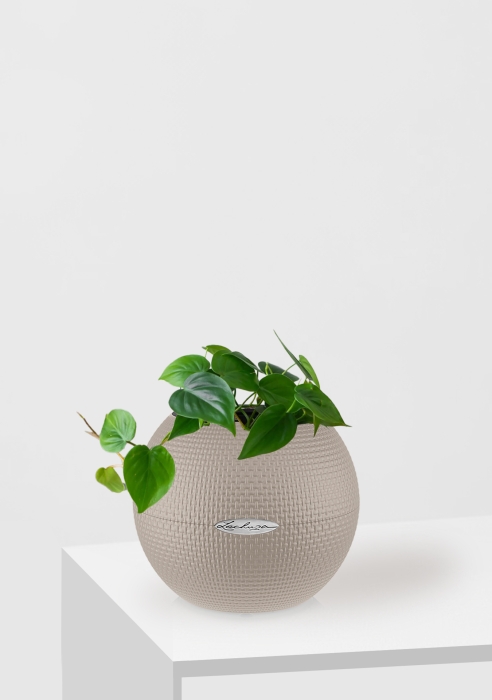 Филодендрон Сканденс в PURO 20, песочно-коричневый