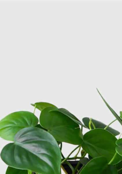 Филодендрон Сканденс 12/20 см в OJO