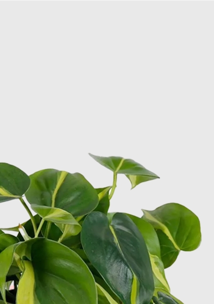 Филодендрон Бразил 12/20 см в OJO