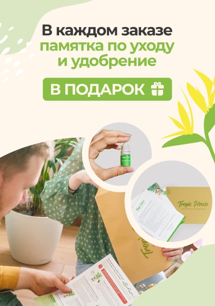 Филодендрон Бразил 12/20 см в CUBE GLOSSY 14 Филодендрон Бразил 12/20 см в CUBE GLOSSY 14