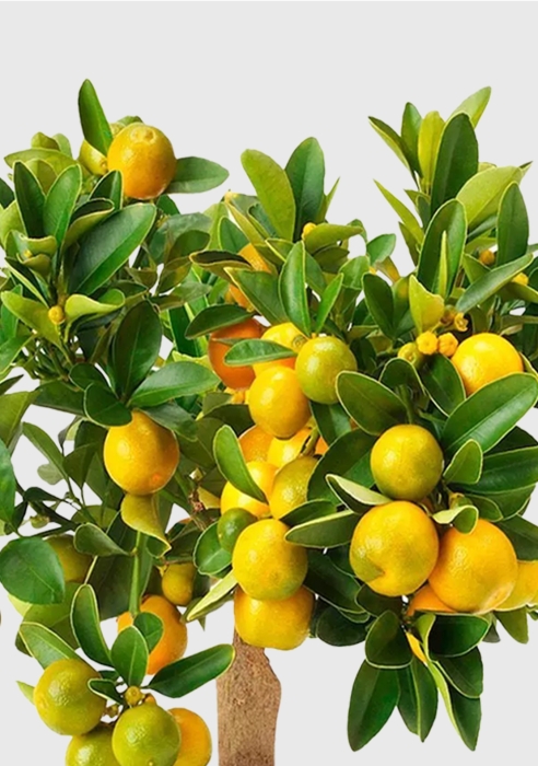 Цитрус Каламондин 15/40 см