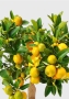 Цитрус Каламондин 15/40 см