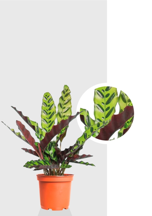 Калатея Лансифолия 12/30 см