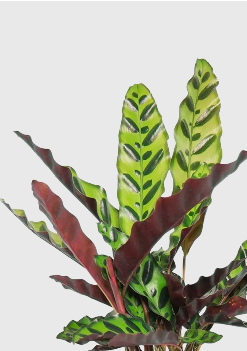 Калатея Лансифолия 12/30 см