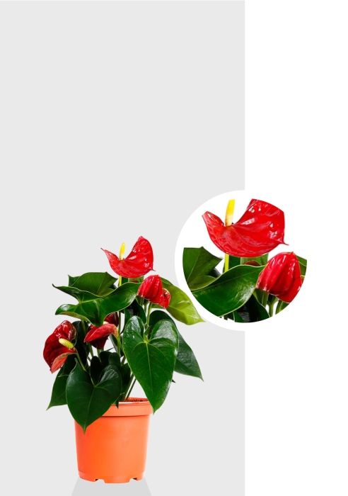 Антуриум Андрианум красный 12/40 см