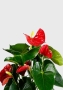 Антуриум Андрианум красный 12/40 см