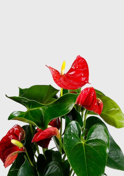 Антуриум Андрианум красный 12/40 см в CUBE GLOSSY 14