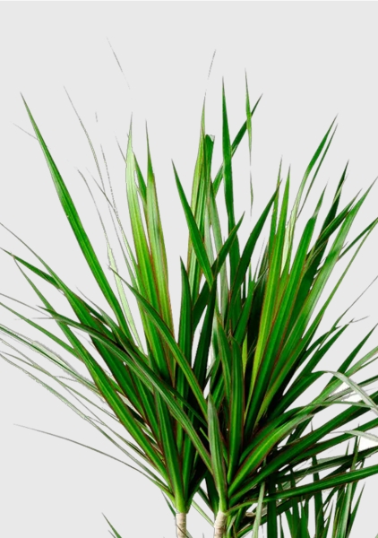 Драцена Маргината 3 ствола 21/120 см