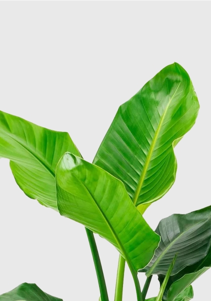 Стрелиция Николай 21/100 см в CILINDRO 32