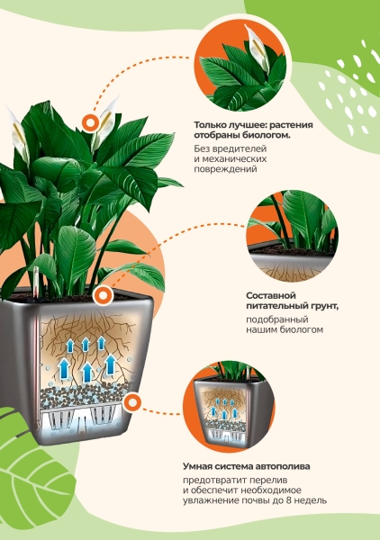 Драцена Песнь Ямайке 27/90 см в CUBE 30