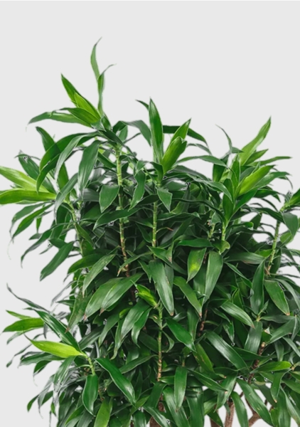 Драцена Песнь Ямайке 27/90 см в CUBICO COLOR 30