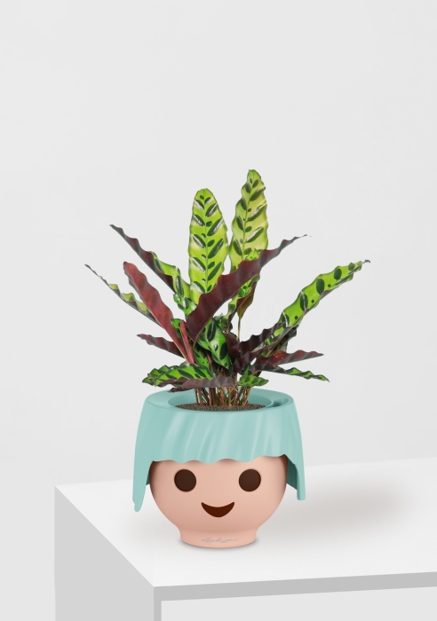 Калатея Лансифолия 12/30 см в OJO