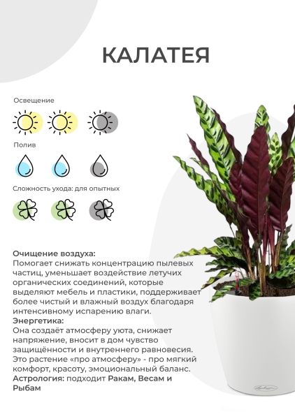 Калатея Лансифолия 12/30 см в CUBE Color 14 