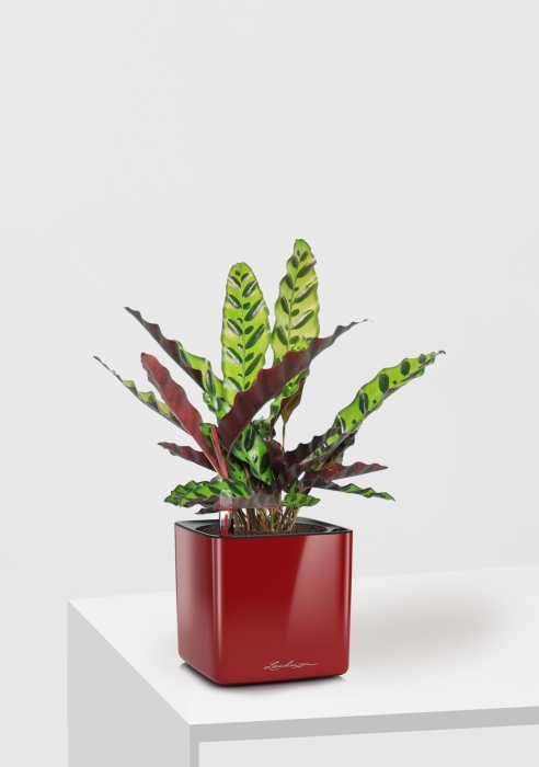 Калатея Лансифолия 12/30 см в CUBE GLOSSY 14