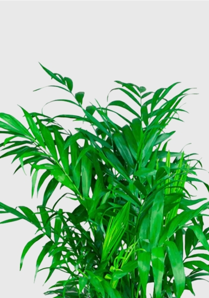 Хамедорея 21/90 см в CUBICO 30