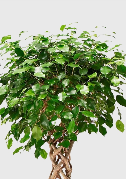 Фикус Бенджамина Экзотика цилиндр 24/100 см в CLASSICO COLOR 28 Фикус Бенджамина Экзотика цилиндр 24/100 см в CLASSICO COLOR 28