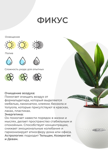 Фикус Бенджамина Экзотика цилиндр 24/100 см в CLASSICO COLOR 28 Фикус Бенджамина Экзотика цилиндр 24/100 см в CLASSICO COLOR 28