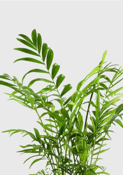 Хамедорея Элеганс 12/45 см в OJO