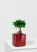 Фикус Микрокарпа 12/30 см в CUBE Glossy 14