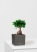 Фикус Микрокарпа 12/30 см в CANTO STONE 14