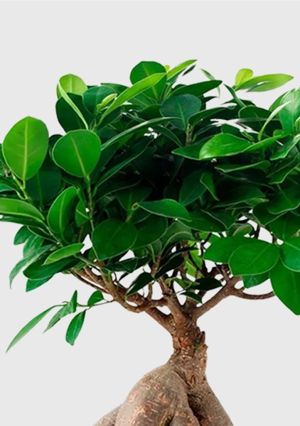 Фикус Микрокарпа 12/30 см в PURO 20