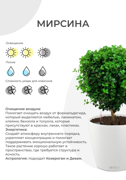 Мирсина 12/30 см в CUBE GLOSSY 14 Мирсина 12/30 см в CUBE GLOSSY 14