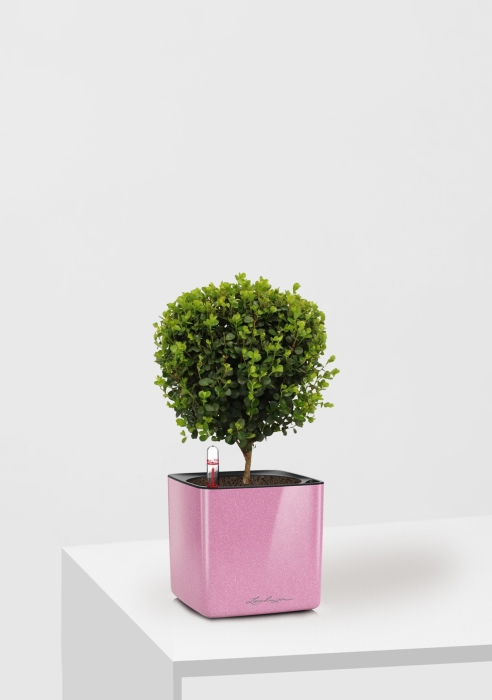 Мирсина 12/30 см в CUBE GLOSSY Kiss 14