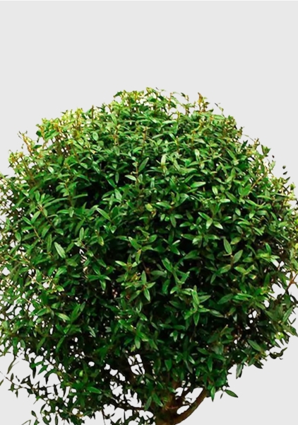 Мирт на стволе 12/30 см в CUBE Glossy 14