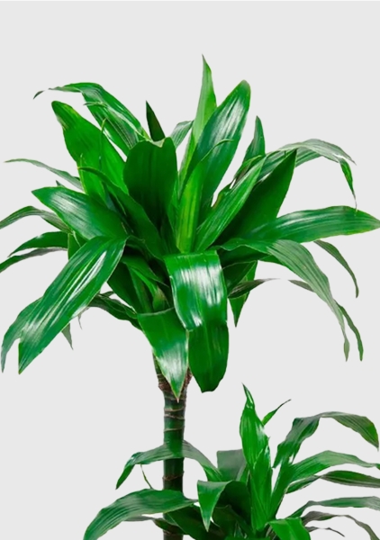 Драцена Джанет Крейг 3 ствола 21/110 см в CLASSICO Color 28