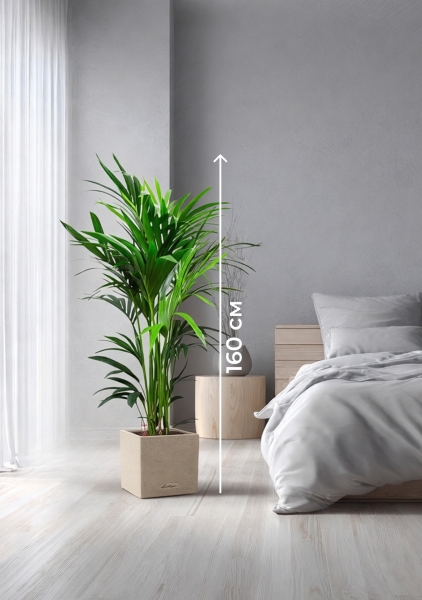 Ховея Кентия 27/160 см в CANTO STONE LOW 30