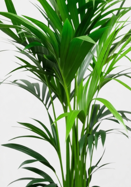 Ховея Кентия 27/160 см в CANTO STONE LOW 30