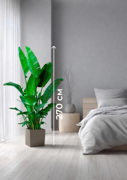 Стрелиция Николай 45/270 см в CUBE 50 Стрелиция Николай 45/270 см в CUBE 50