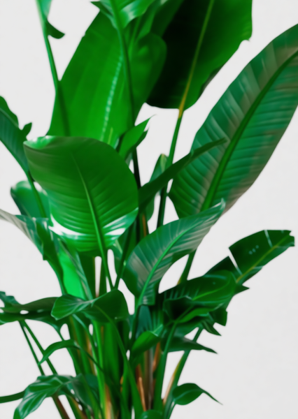 Стрелиция Николай 45/270 см в CUBE 50 Стрелиция Николай 45/270 см в CUBE 50