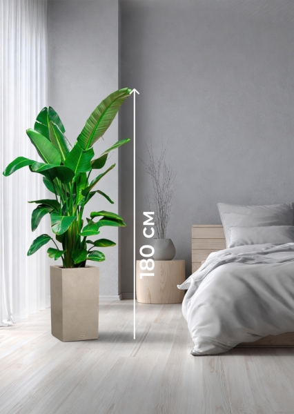 Стрелиция Николай 30/180 см в CANTO STONE HIGH 40