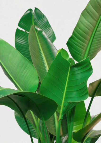 Стрелиция Николай 30/180 см в CLASSICO COLOR 43 Стрелиция Николай 30/180 см в CLASSICO COLOR 43