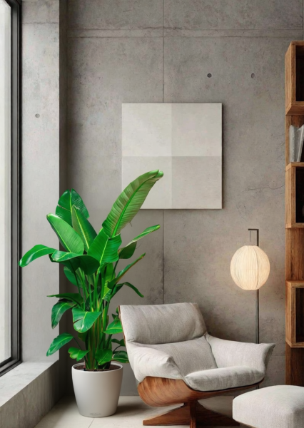 Стрелиция Николай 30/180 см в CLASSICO LS 43