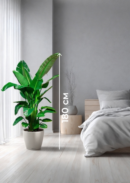 Стрелиция Николай 30/180 см в CLASSICO LS 43