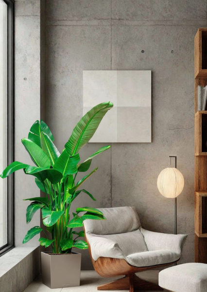 Стрелиция Николай 30/180 см в CUBE 40 Стрелиция Николай 30/180 см в CUBE 40