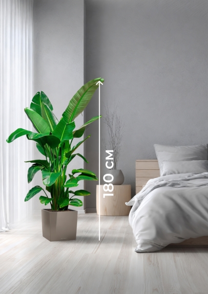 Стрелиция Николай 30/180 см в CUBE 40 Стрелиция Николай 30/180 см в CUBE 40